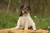 FOX TERRIER 525